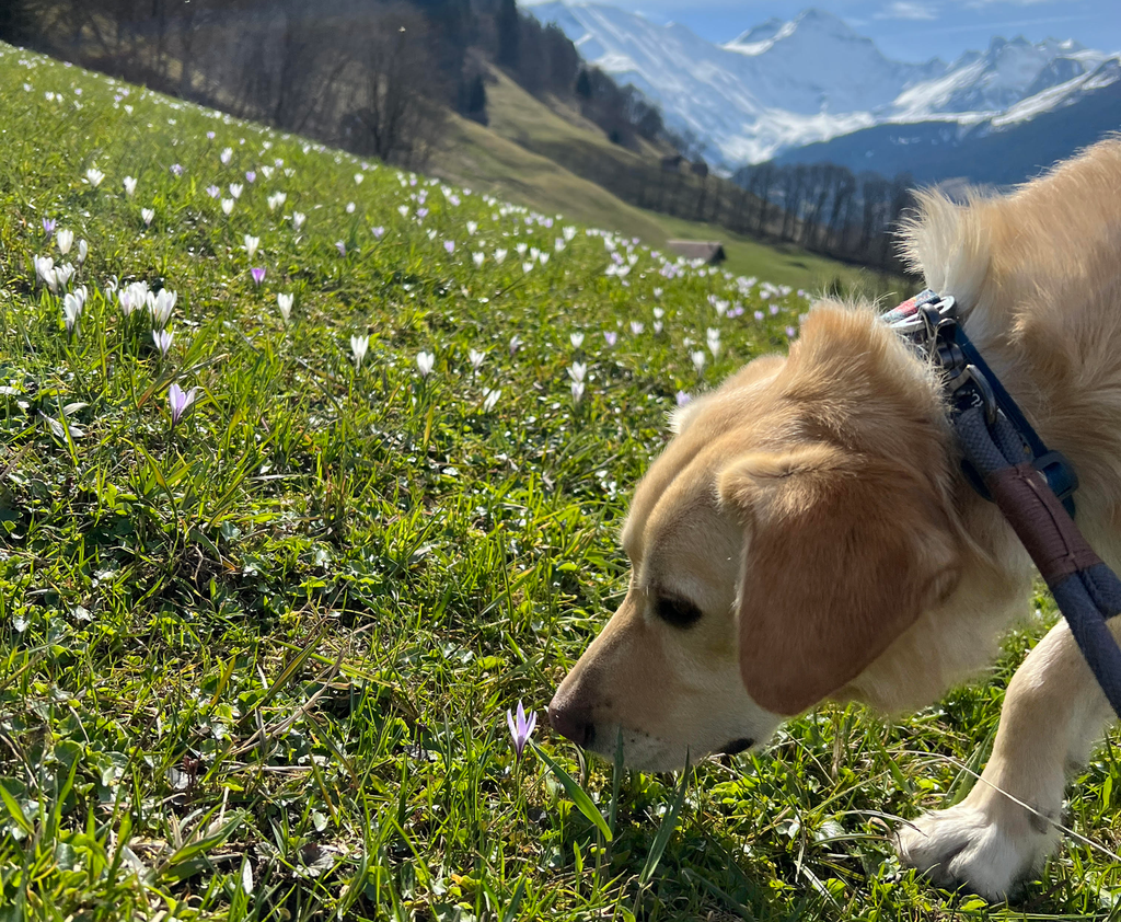 Hund steht auf Bergwiese vor Bergkulisse