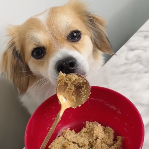 DIY Chicken Bite Treats for Dogs