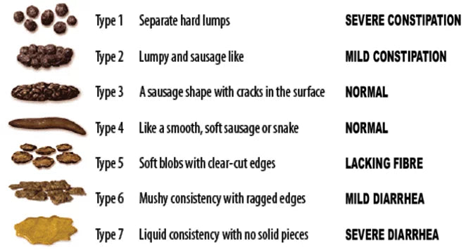 The Bristol Stool Scale