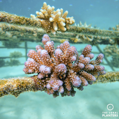 Développement des récifs coralliens avec The Coral Planters