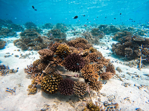 Recif corallien articifiel posé par The Coral Planters aux maldives