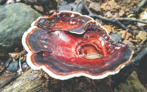 turkey tail mushroom