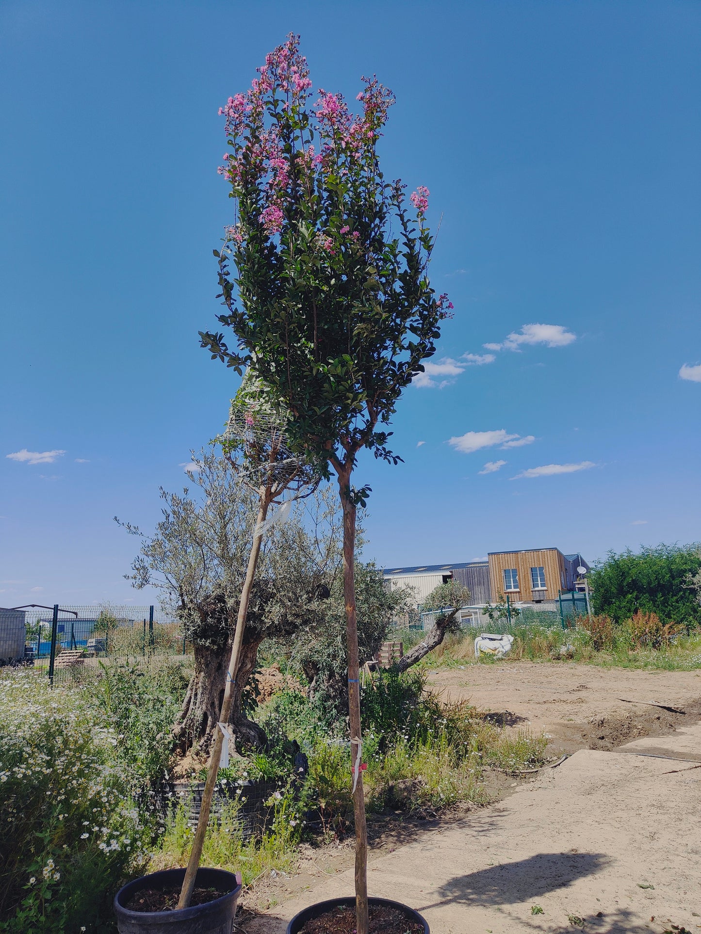 Lilas des indes / Lagerstroemia – Plantes Iles de France