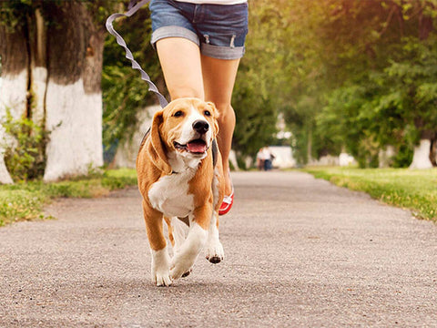 Perrito Corriendo