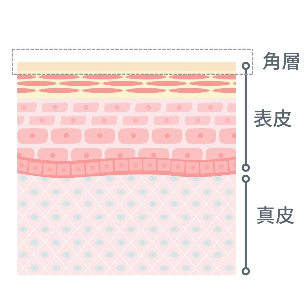 角層 (1).webp__PID:40cc7bfa-1655-4fe4-9818-cd286629c243