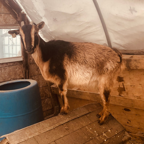 San Clemente Island Goat