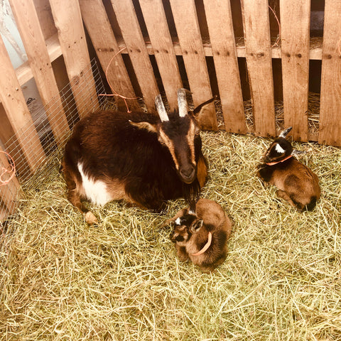 San Clemente Island Goats For Sale
