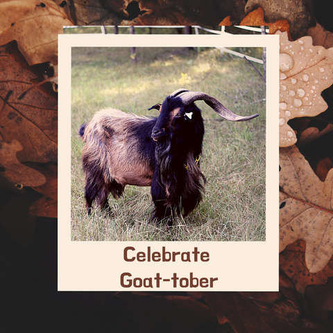 san clemente island goat