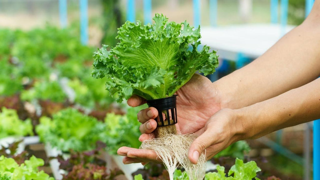Problems with Hydroponics Farming - hydroponic growth system - Beyond Xposure