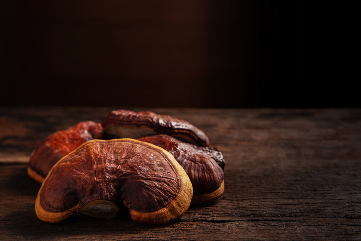 Tiger Milk Mushroom