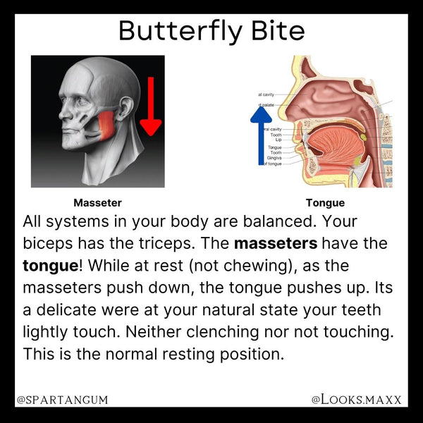 Mewing and chewing balance