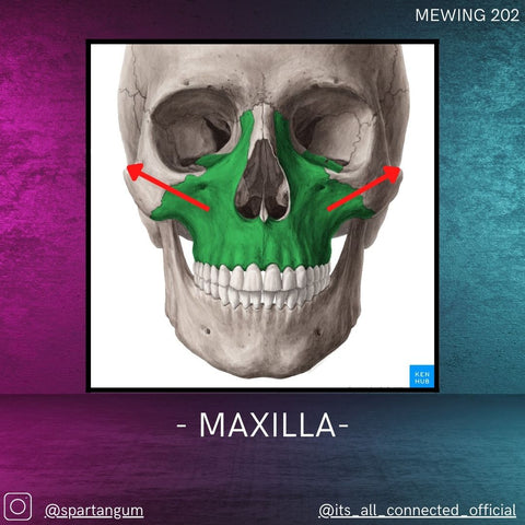 Maxilla and Mewing