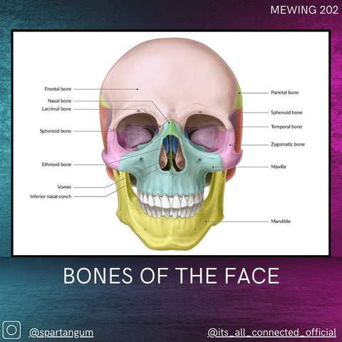 How Mewing Works - The Maxilla Sutures – Spartan Health™