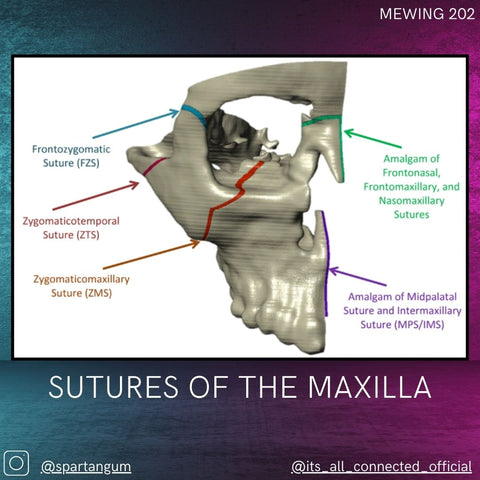 How Mewing Works - The Maxilla Sutures – Spartan Health™