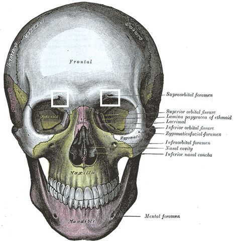 Maxilla