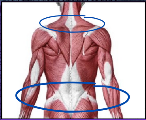 Fascia and posture