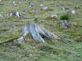 deforestation-62486_1280.jpg__PID:0ea481e6-e9d5-4a83-8e78-49664d8948c6