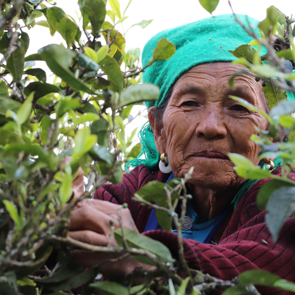 Old Woman Tea Leaf Picker in Puerh Tea Tree
