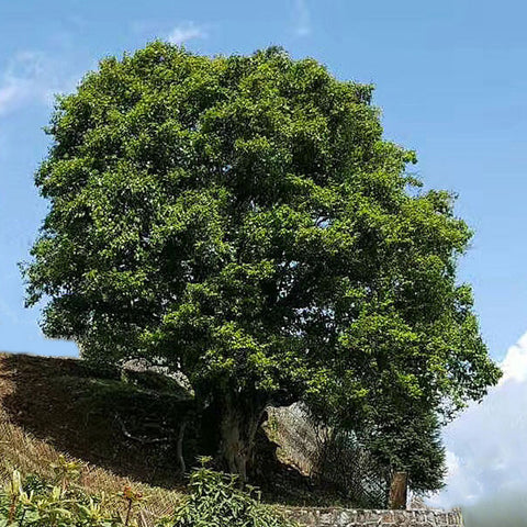 Camellia Sinensis- Ancient Tea Tree 
