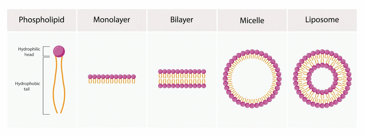 Liposome