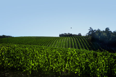 vineyards