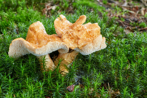 Hedgehog Mushrooms