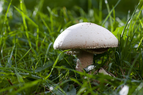 Field Mushroom