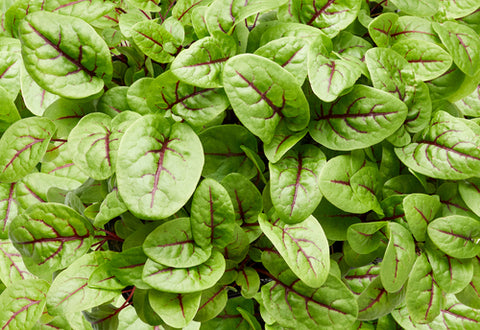 Sorrel