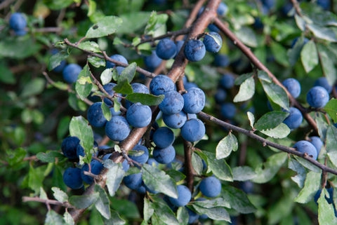 Sloe