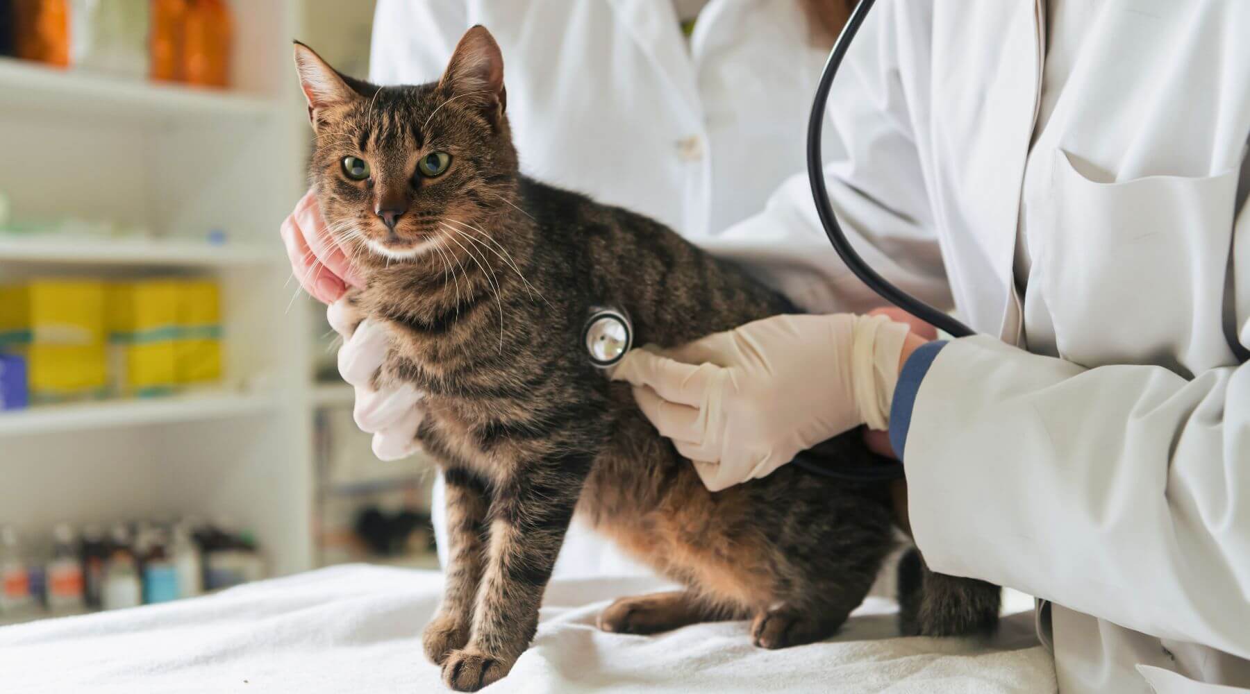 Getigerte Katze beim Tierarzt bei Untersuchung für Katzen.