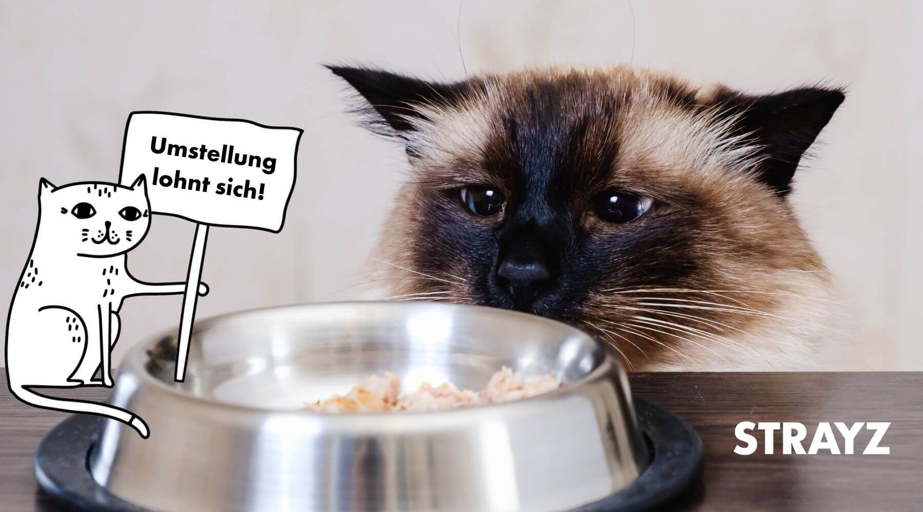 Warum sich eine Futterumstellung bei Katzenfutter für Katzen immer lohnt.