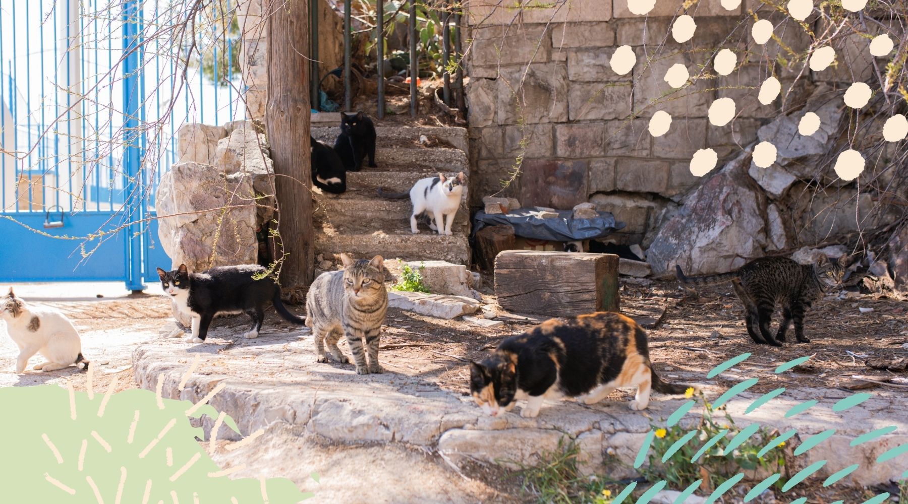 Straßenkatzen-Kolonie in Kroatien wird gefüttert.