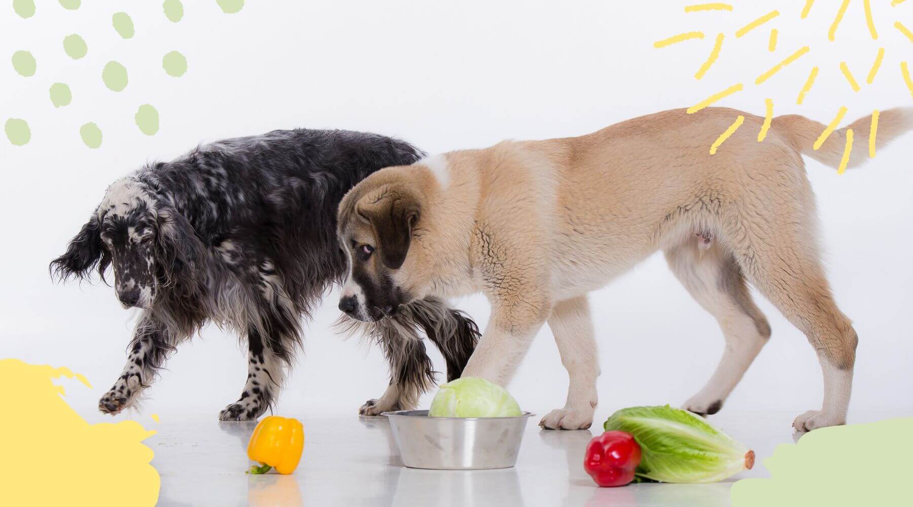 Zwei Hunde spielen mit Gemüse auf dem Boden und schnuppern.