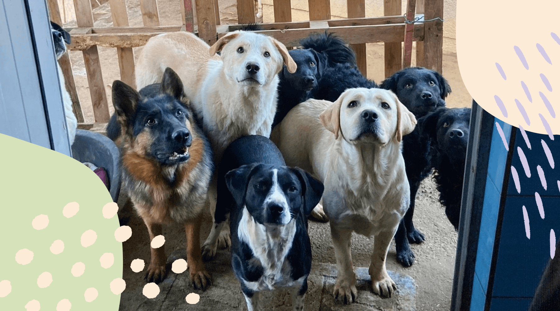 Tierschutzhunde aus Bosnien und Herzegowina warten auf Tierschützerin Svjetlana und das Hundefutter.