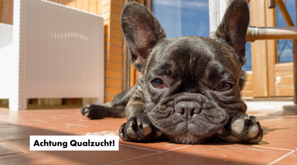 Französische Bulldogge Hund Qualzucht