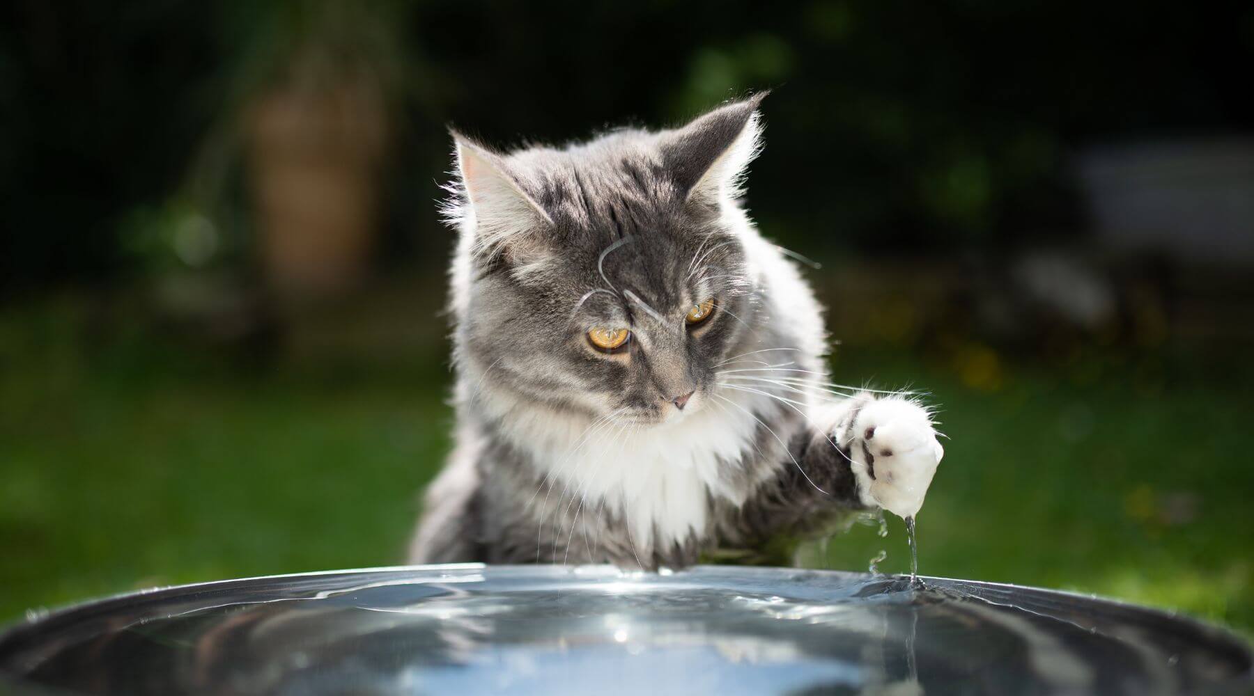 Langhaar-Katze-grau-spielt-mit-Wasser-in-Wasserschale