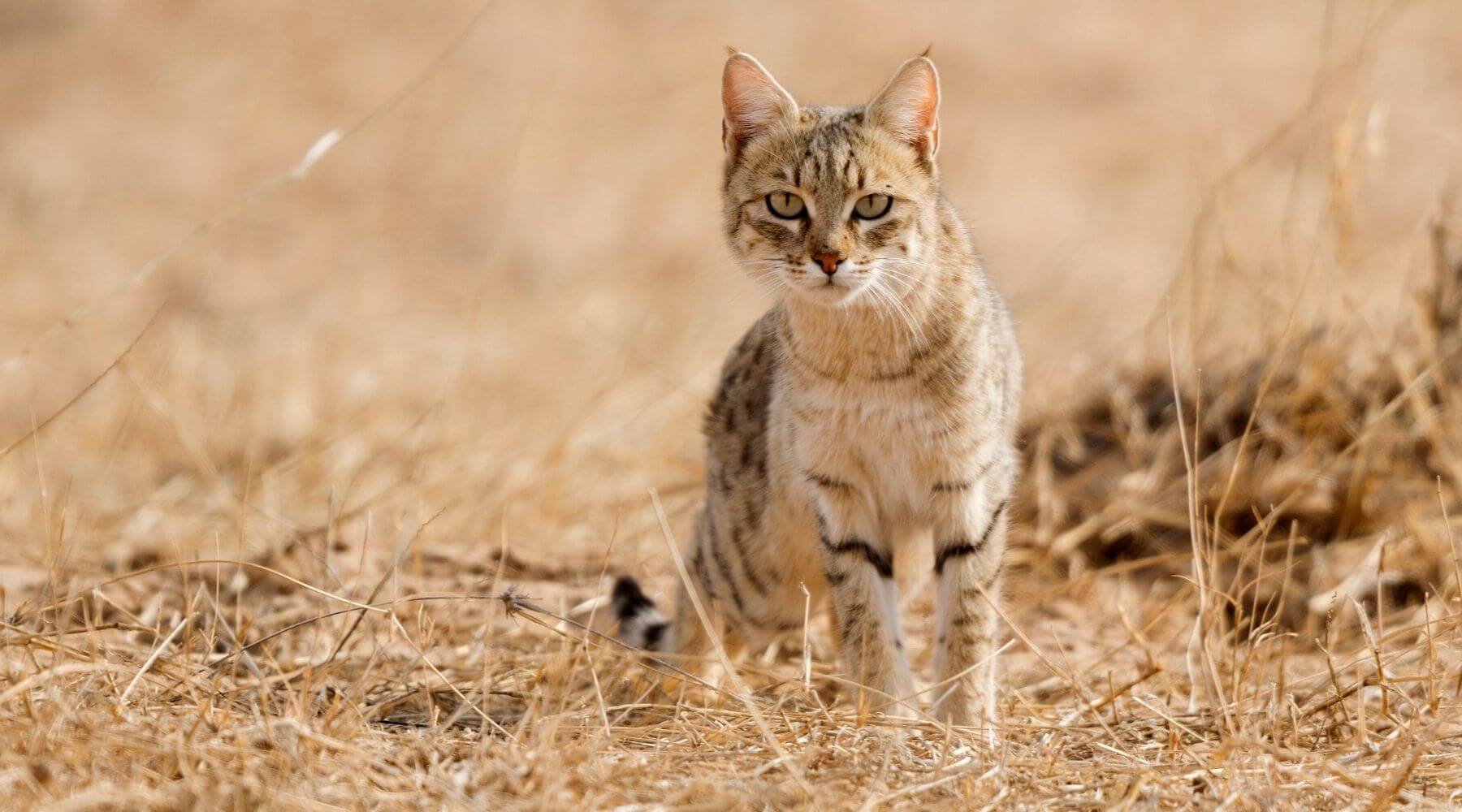 Wildkatze-Katze-in-Wüste
