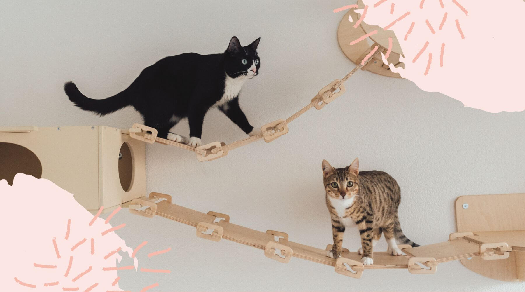 Zwei Katzen klettern auf einem Catwalk an einer Wand.