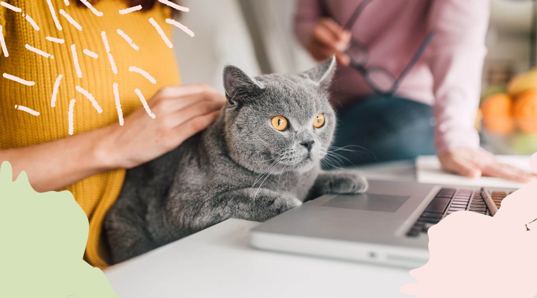 Graue BKH Katze sitzt auf dem Schoß der Besitzerin und schaut gemeinsam mit ihr in den aufgeklappten Laptop.