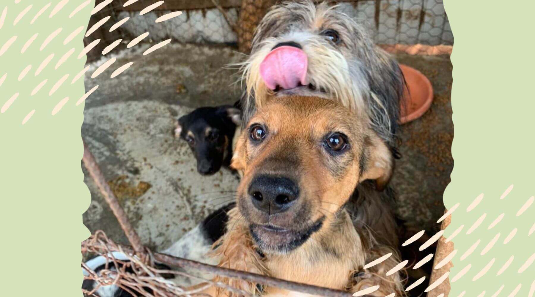 Hunde im Tierheim in Rumänien springen an das Gitter. Straßenhund streckt Zunge raus.