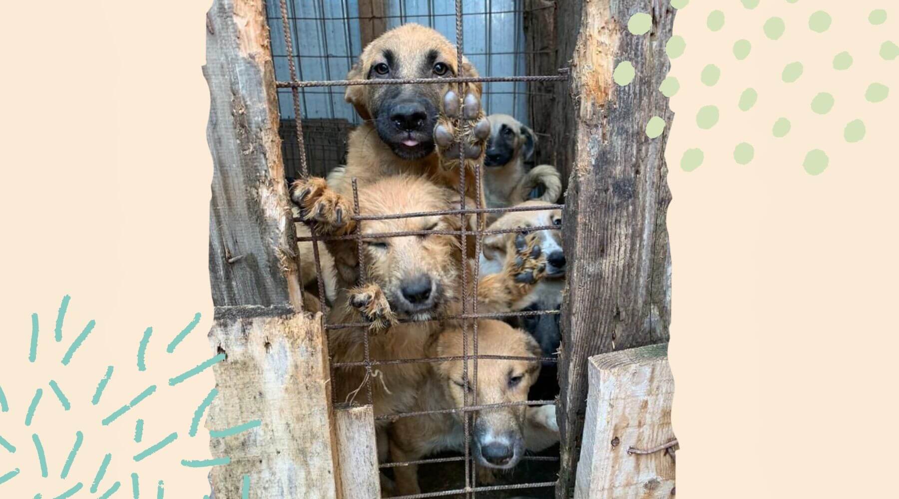 Braune Hunde am Gitter im Tierheim des Notfellchen Rumänien in Bukarest.