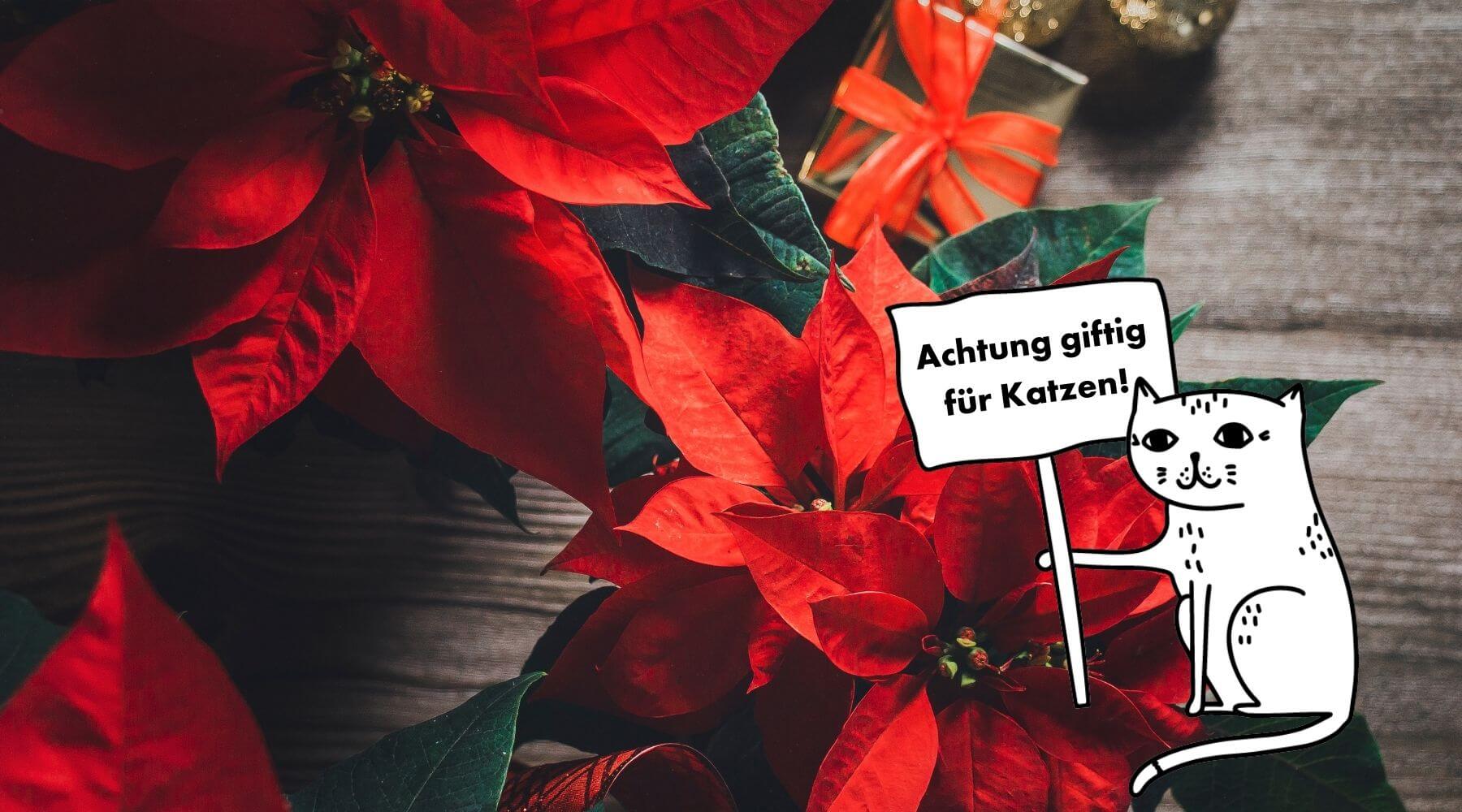 Weihnachtsstern-giftig-für-Katzen-Weihnachten-katzensicher-machen