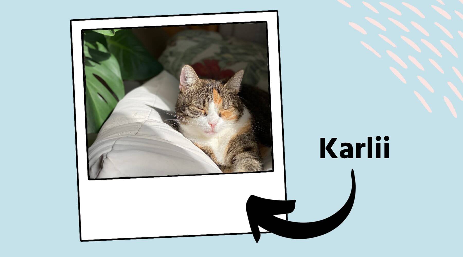 Katze Karlii liegt auf dem Sofa und liegt in der Sonne.