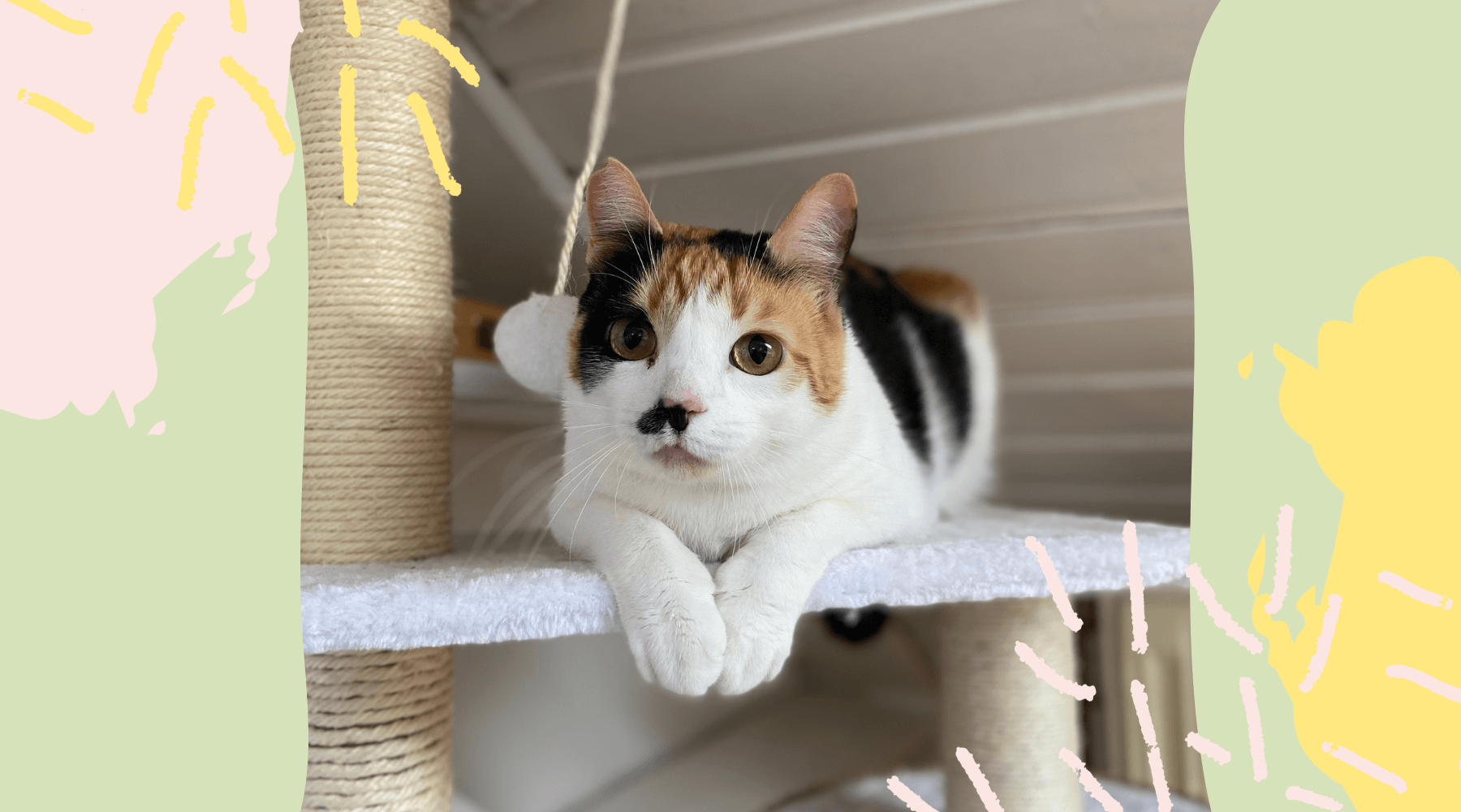 STRAYZ Pflegekatze Fifis Gewicht nach dem Diätplan.