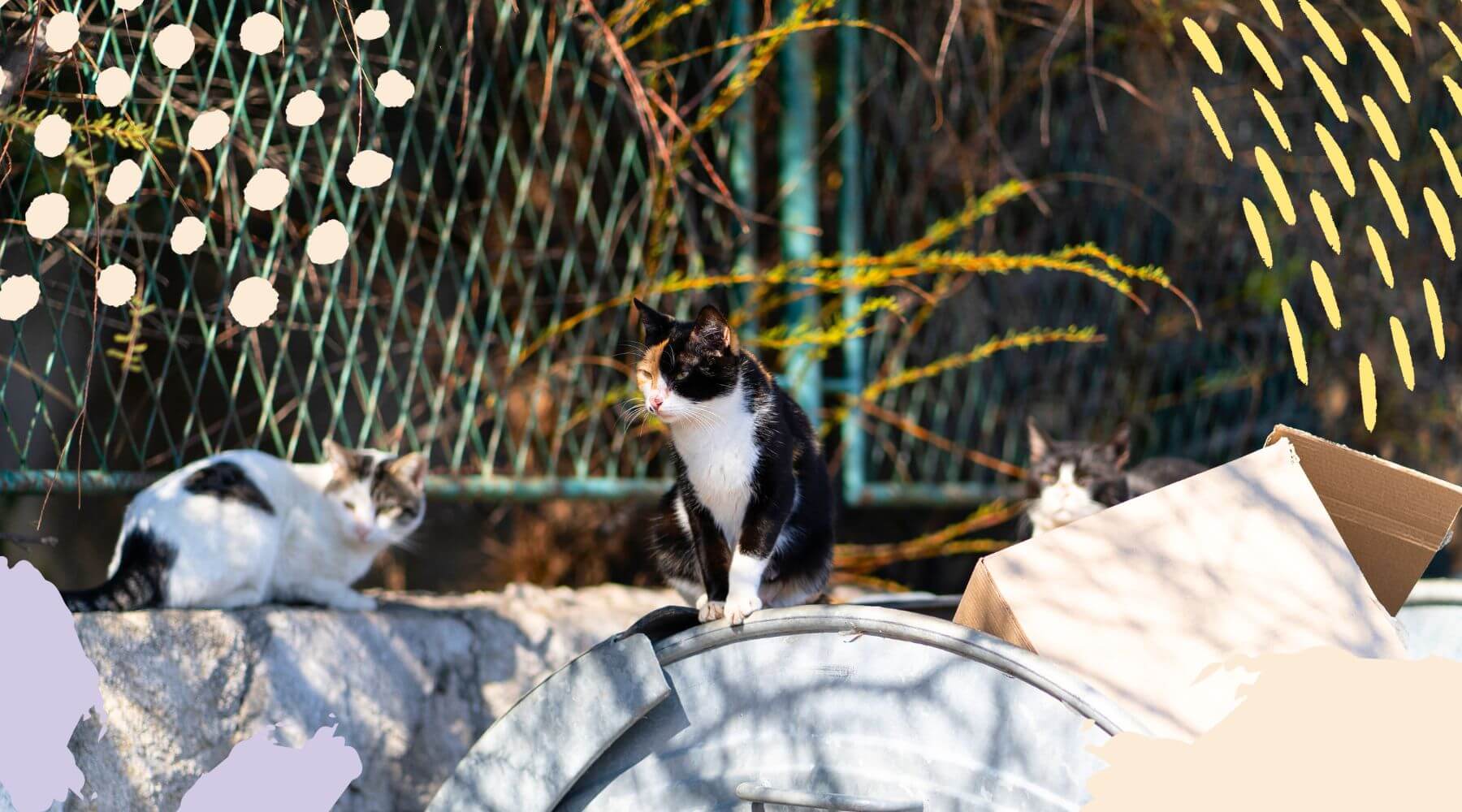 Straßenkatzen im Urlaub leben auf Mülltonnen und brauchen Hilfe von Touristen.