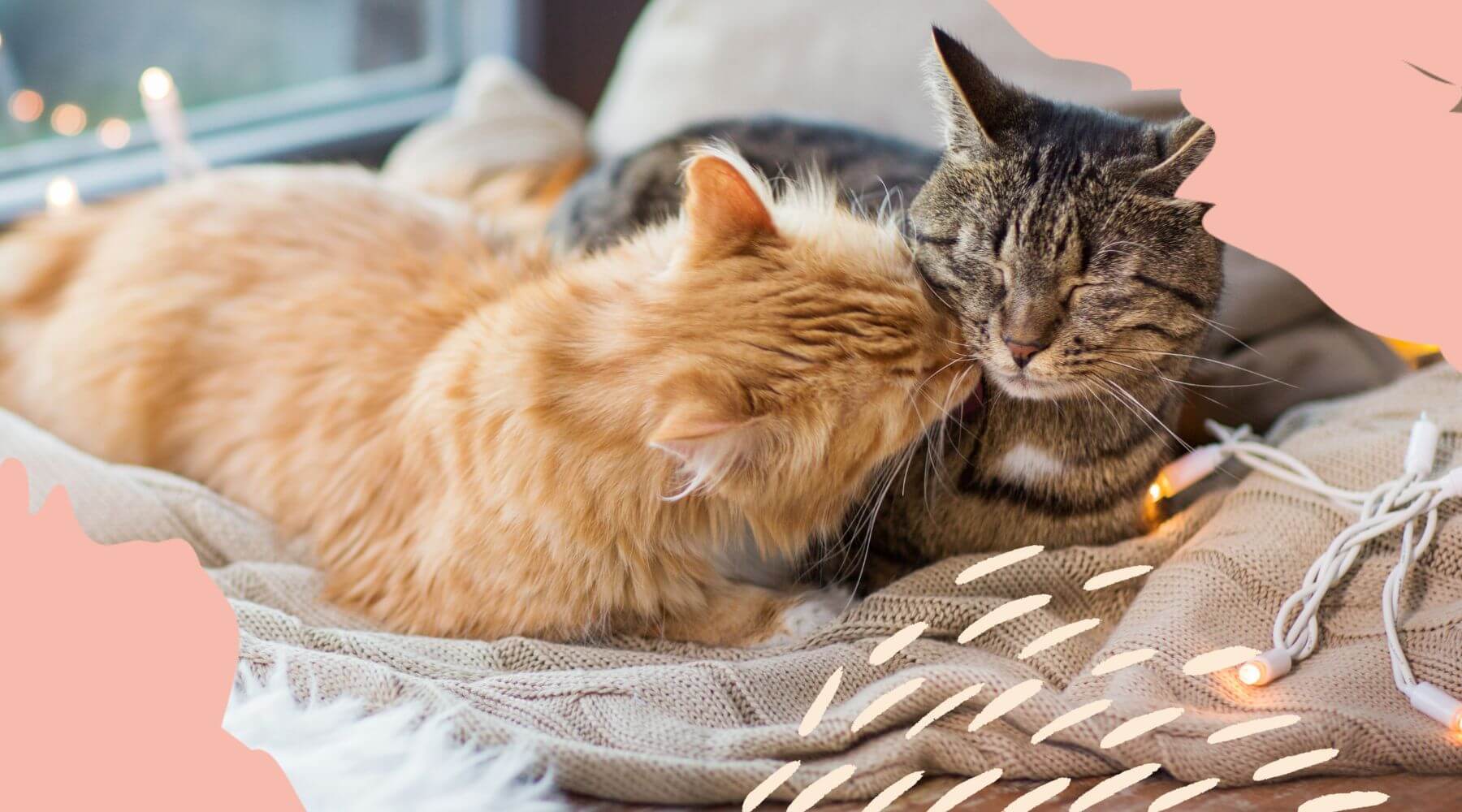 Zwei Katzen kuscheln auf der Couch und geben sich einen Kuss.