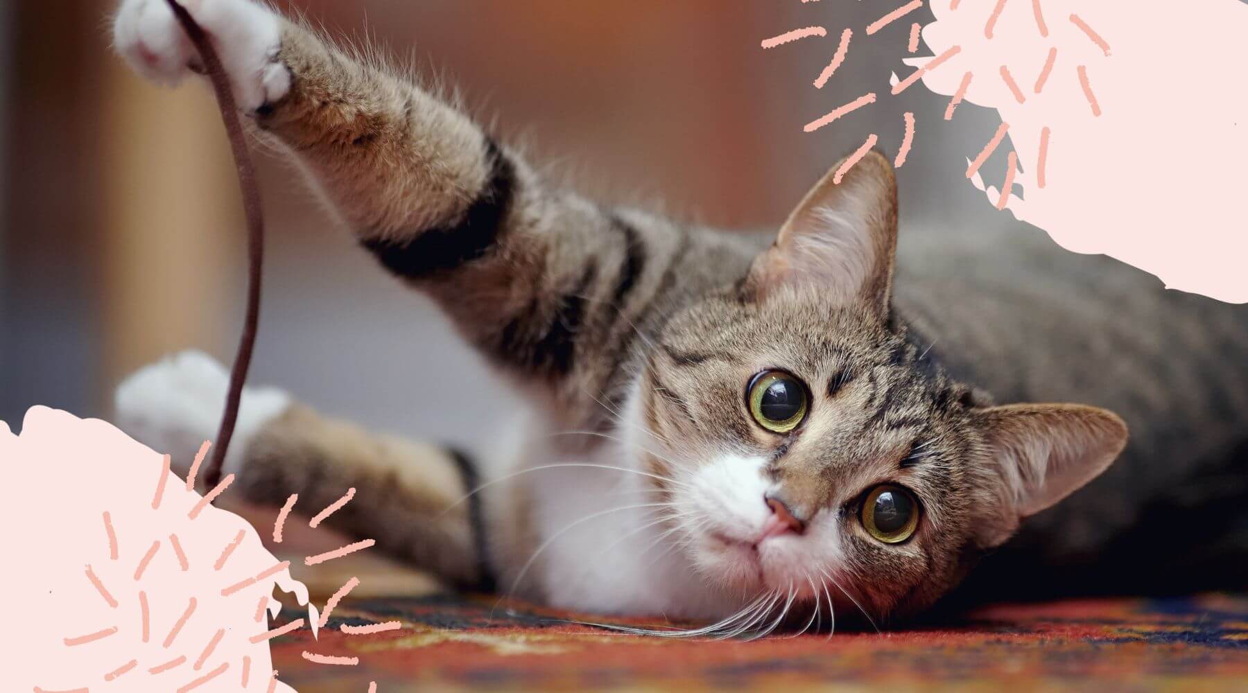 Getigerte Katze spielt mit Katzenangel. 