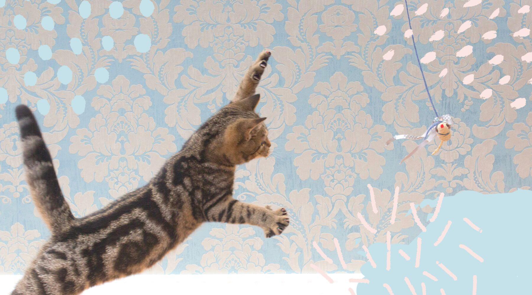 Katze springt in die Luft und versucht eine Katzenangel zu fangen.