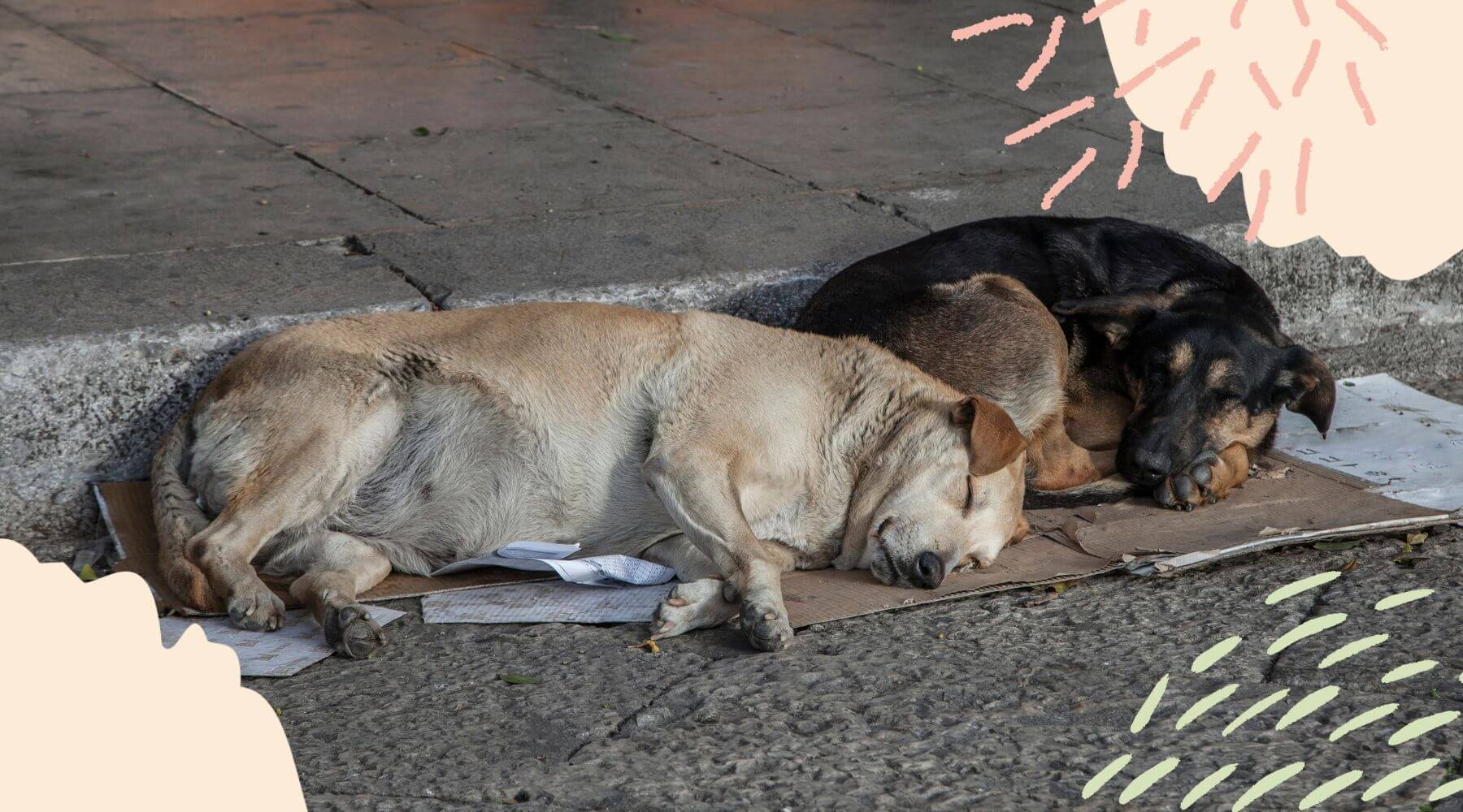 Straßenhunde liegen am Straßenrand und schlafen.