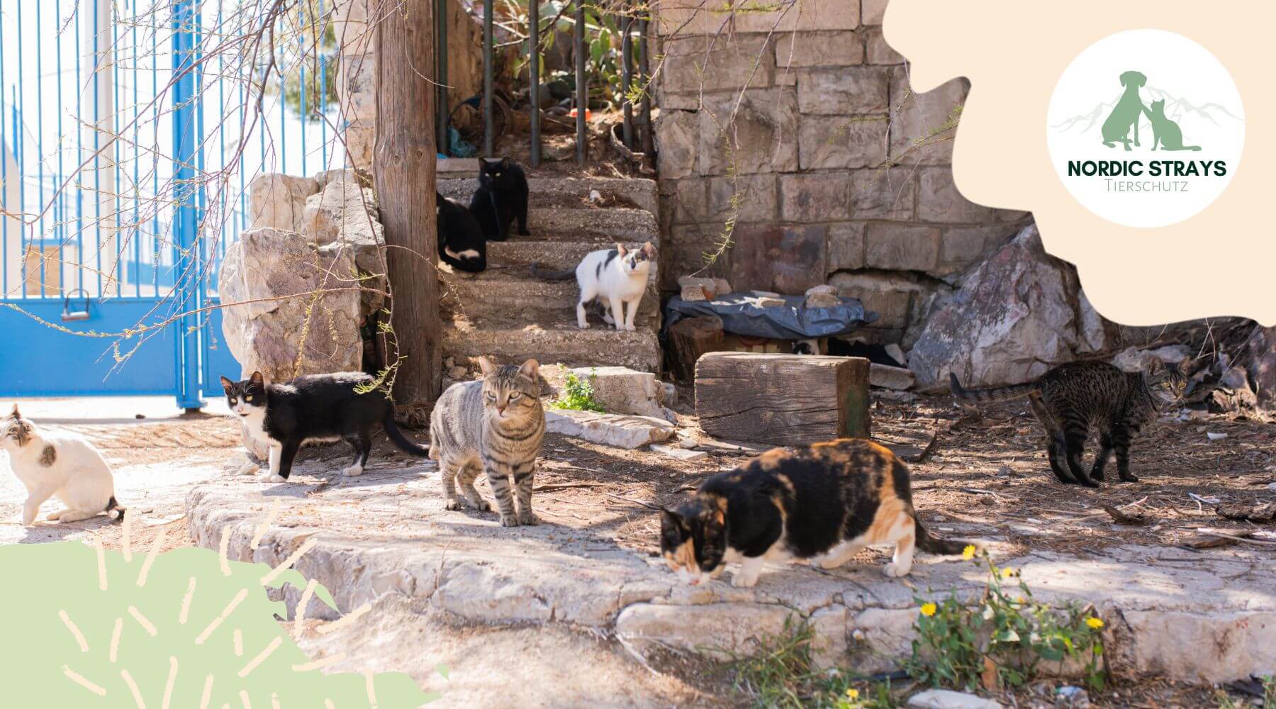Straßenkatzen in Kroatien vor der Fütterung.